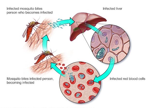 malaria prevention